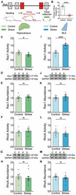 Stress Elicits Contrasting Effects on Rac1-Cofilin Signaling in the Hippocampus and Amygdala